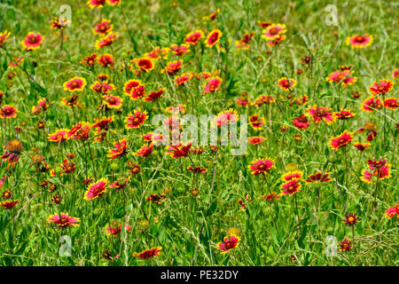 Fleurs sauvages en bordure de couverture (Indiens d' Gaillardia pulchella), Turquie Bend LCRA, Texas, États-Unis Banque D'Images