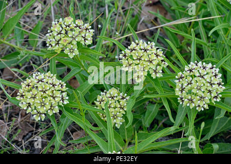 Antelope-Horns (Asclepias asperula), Cypress Mill road à proximité de Johnson City, Texas, États-Unis Banque D'Images