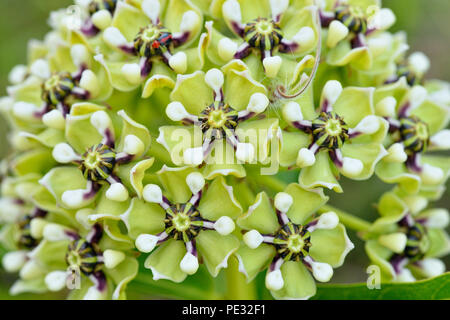 Antelope-Horns (Asclepias asperula), Cypress Mill road à proximité de Johnson City, Texas, États-Unis Banque D'Images