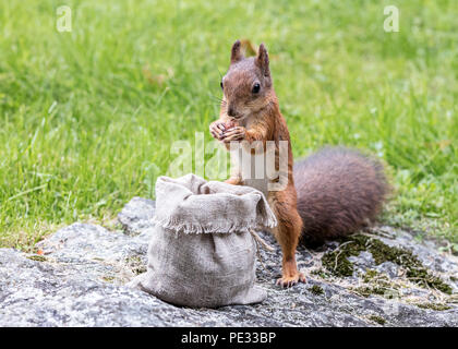 Petit Écureuil moelleux debout sur la pierre avec l'écrou dans les pattes en parc d'été Banque D'Images