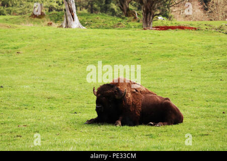 Bison américain reposant Banque D'Images