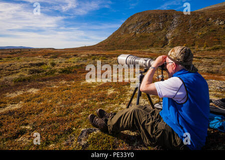 Photographe de la faune avec de gros téléobjectif dans le parc national de Dovrefjell, la Norvège. Dans l'arrière-plan (à gauche) est un troupeau de boeufs musqués. Banque D'Images