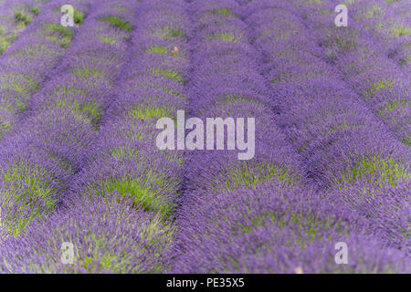 Les champs de lavande en pleine floraison, Snowshill, Cotswold, UK. Banque D'Images