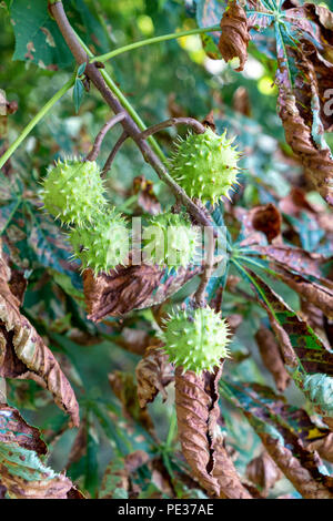 Guignardia aesculi leaf blotch dans Horse Chestnut Tree avec conkers Banque D'Images