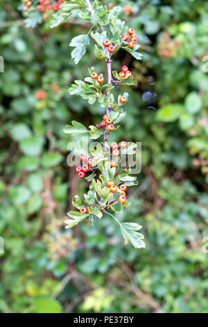 Les baies d'aubépine rouge ou pomés Crataegus monogyna Banque D'Images