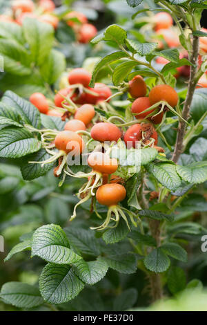 Rosa 'Fru Dagmar Hastrup' hanches en été. Banque D'Images