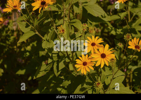 Photographie de la nature petite grappe de Rudbeckia hirta black-eyed Susan ou Coneflowers lumineux de couleur jaune doré Fleurs Vert feuilles longues tiges Banque D'Images