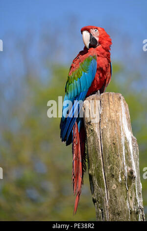 Green-winged macaw (Ara chloroptera) perché sur le tronc arbre Banque D'Images