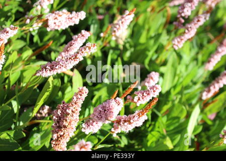 Close up photographie de belles fleurs violet rose pâle délicate, persicaria affinis, faible profondeur de champ Banque D'Images