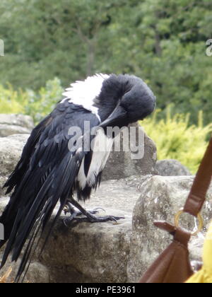 Photo d'un corbeau de Knaresborough Royaume-uni Banque D'Images