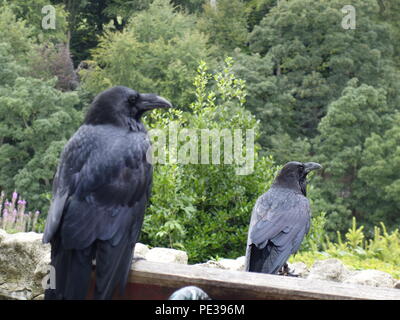 Photo d'un corbeau de Knaresborough Royaume-uni Banque D'Images