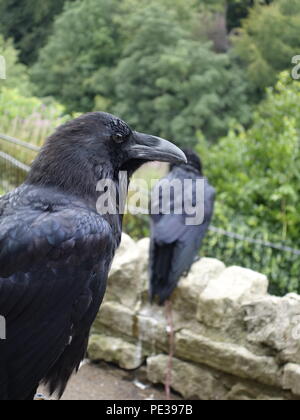 Photo d'un corbeau de Knaresborough Royaume-uni Banque D'Images