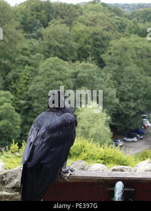 Photo d'un corbeau de Knaresborough Royaume-uni Banque D'Images