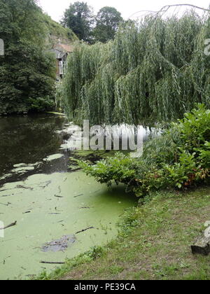 Saule pleureur arbre près de pond Banque D'Images