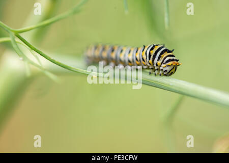 Swallowtail noir orientale caterpillar dans l'aneth. Banque D'Images