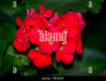 Fleur rouge avec leafs Banque D'Images