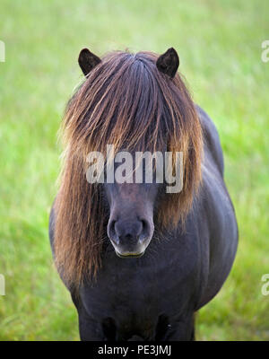 Portrait d'un beau cheval islandais dans un pâturage dans l'ouest de l'Islande. Chevaux Islandais est venu à l'île avec les Vikings. Banque D'Images