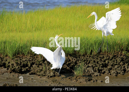 Grande Aigrette Ardea alba, Edwin B. Forsythe National Wildlife Refuge, New Jersey, USA Banque D'Images