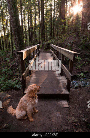 Chien heureux, Labradoodle, aller pour une forêt à pied. Banque D'Images