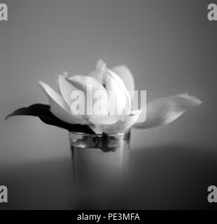 Magnifique macro blanc magnolia dans un verre à l'été Banque D'Images