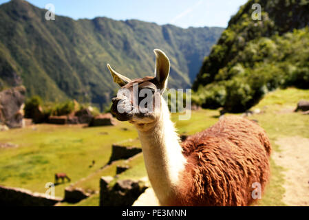 Llama à travers en Machu Picchu. Les lamas peuvent être utilisés comme animaux de garde pour le bétail comme les alpagas et moutons. La région de Cuzco, Pérou. Jul 2018 Banque D'Images