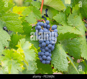 Bande de bleus à vineyard Banque D'Images