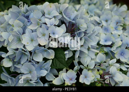 Groupe de fleurs bleu ciel Banque D'Images