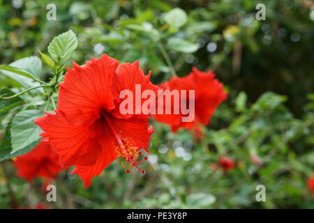 Fleurs d'Hibiscus Banque D'Images