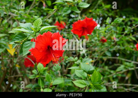 Fleur d'Hibiscus avec l'usine Banque D'Images