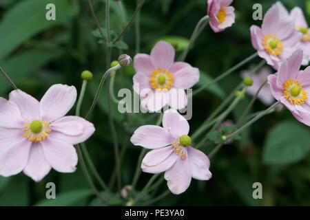 Bouquet de fleurs roses - fleur d'anémone japonaise Banque D'Images
