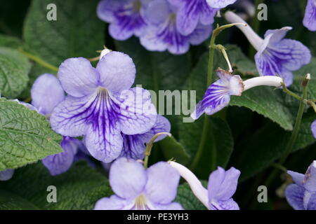 Streptocarpus 'bethan' Cape Primrose Banque D'Images