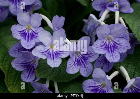 Streptocarpus bethan Cape Primrose Banque D'Images