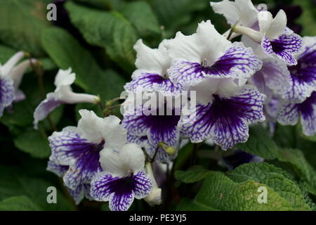 Streptocarpus "Crystal Ice' Banque D'Images