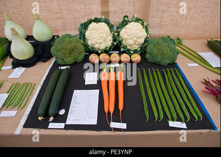 Légumes primés exposée au parc Tatton RHS Flower show Cheshire England UK Banque D'Images