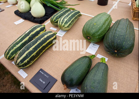 Patissons gagnantes exposées lors de Tatton Park RHS Flower show Cheshire England UK Banque D'Images