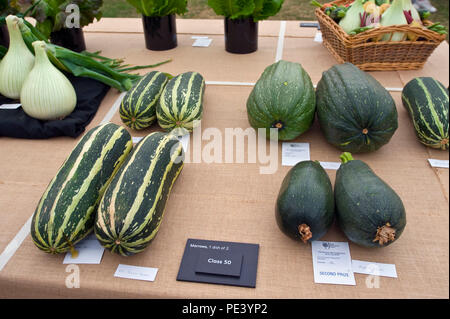 Patissons gagnantes exposées lors de Tatton Park RHS Flower show Cheshire England UK Banque D'Images