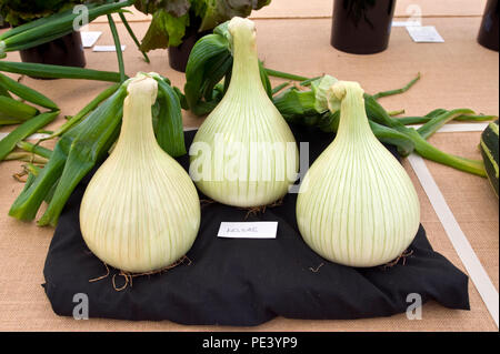 Oignons Kelsae exposée au parc Tatton RHS Flower show Cheshire England UK Banque D'Images