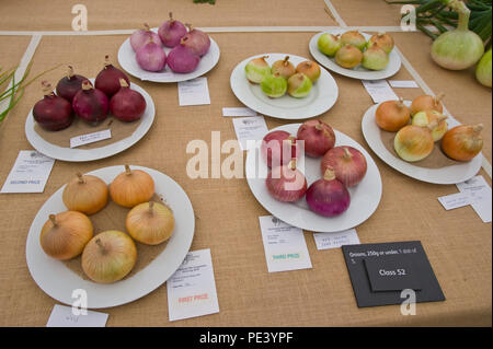 Oignons gagnantes exposées lors de Tatton Park RHS Flower show Cheshire England UK Banque D'Images