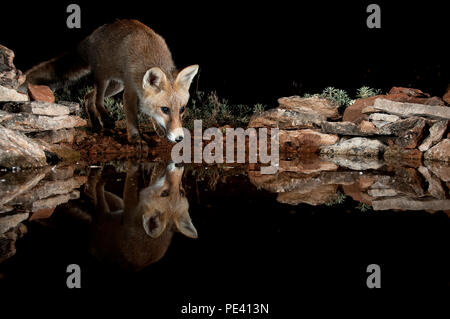 Renard roux, Vulpes vulpes, boire de l'eau avec la réflexion Banque D'Images