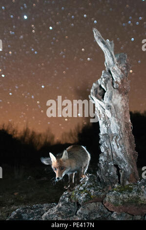 Renard roux, Vulpes vulpes, la photographie nocturne avec des étoiles Banque D'Images