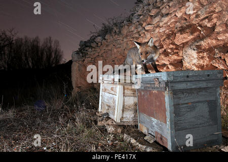 Renard roux, Vulpes vulpes, au-dessus de certaines ruches, à la recherche de miel Banque D'Images