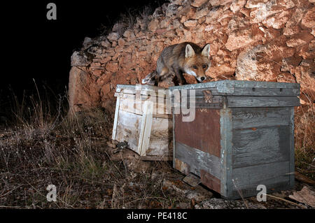 Renard roux, Vulpes vulpes, au-dessus de certaines ruches, à la recherche de miel Banque D'Images