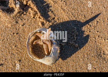 Les étoiles de mer et le crabe sur la plage de shell Balmedie. Banque D'Images