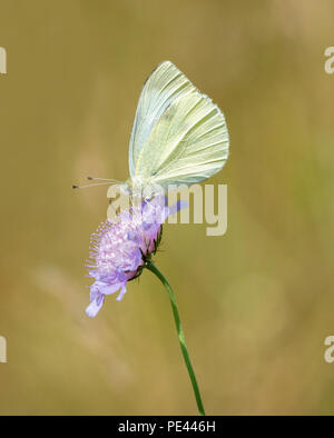 Grande femelle papillon blanc Pieris brassicae sur terrain scabious fleur avec fermeture de l'aile antérieure pour masquer marquage aile noire Banque D'Images