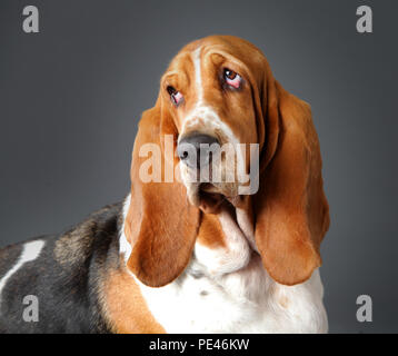 Basset Hound Dog en studio, avec un arrière-plan gris Banque D'Images
