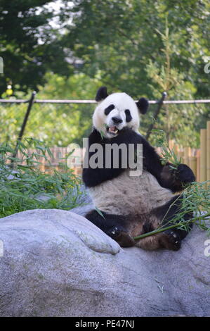 À panda zoo de Toronto à Toronto, Ontario Canada Banque D'Images