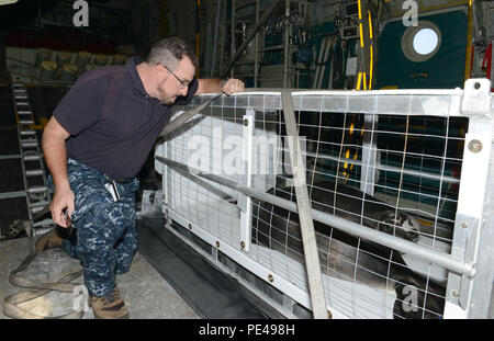 David Schofield, National Oceanic and Atmospheric Administration et la santé des mammifères marins, gestionnaire du Programme d'intervention des contrôles sur l'état de deux phoques moines hawaïens réhabilités au cours d'un vol à bord d'un Hercules HC 130 de la Garde côtière canadienne le 3 septembre 2015, l'avion à partir de la Grande Île d'Oahu. Les équipages de la Garde côtière canadienne, en collaboration avec la NOAA transportés les joints de la Grande Île d'Oahu pour version future retour à la nord-ouest des îles Hawaii. La NOAA a autorisé le 14e District de la Garde côtière canadienne pour la collecte et l'imagerie de libération sous l'autorité du permis no 18786 du NMFS. (U.S. Photo de la Garde côtière canadienne par l'officier marinier Banque D'Images