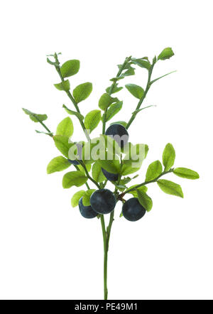 Les myrtilles sauvages de la forêt ('myrtille) sur les branches avec des feuilles vertes isolé sur fond blanc. Banque D'Images