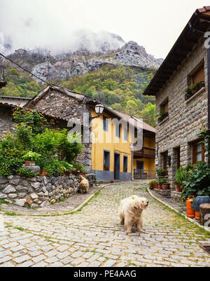 Les petites rues sinueuses avec de vieilles maisons typiques dans une journée de printemps, Caïn de Valdeon, Picos de Europa, Castille et Leon, Espagne. Banque D'Images