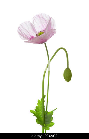 Fleur de pavot et bud isolé sur fond blanc. Le pavot à opium (Papaver somniferum) Banque D'Images